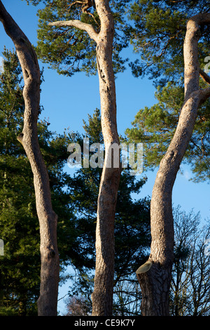 Trois arbres de pins qui poussent sur un Bronze ancien tumulus Barrow sur Reigate, Surrey Heath., en forme de moignons de cricket Banque D'Images