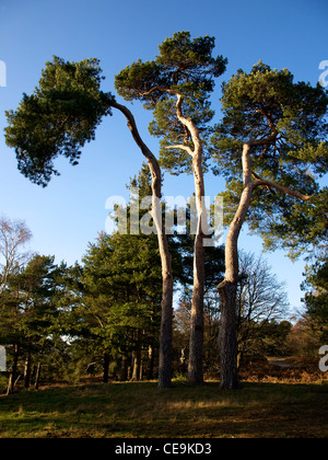 Trois arbres de pins qui poussent sur un Bronze ancien tumulus Barrow sur Reigate, Surrey Heath., sous la forme d'une fleur-de-lys Banque D'Images