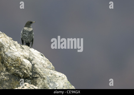 Ring ouzel (Turdus torquatus) on rock Banque D'Images