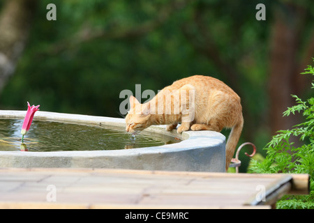 L'eau potable de chat à Phuket, Thaïlande Banque D'Images