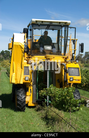 La récolte des raisins dans une vigne Banque D'Images