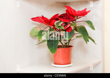 Belle photo de Noël étoile sur table en bois. Dans un décor intérieur domestique Banque D'Images