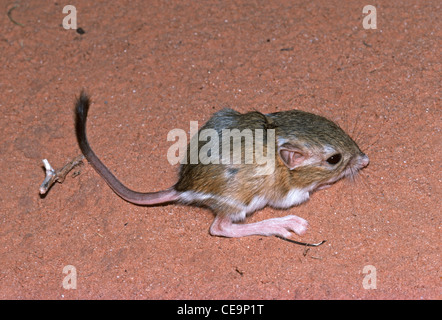 Jeune Ord's Kangaroo Rat (Dipodomys ordi) reposant dans le sable, région de Moab, Utah USA. Banque D'Images