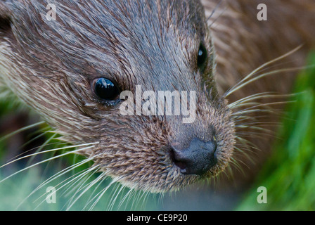 (Européenne ou d'eurasie) loutre (Lutra ultra) Banque D'Images