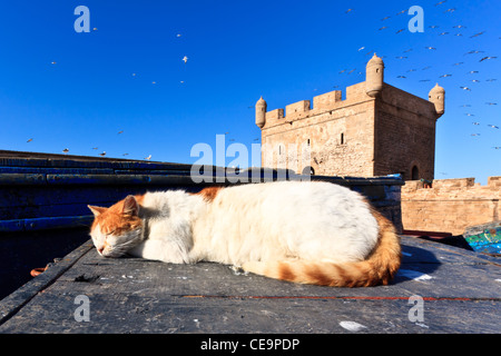 Chat dormant sur un bateau dans le vieux port d'Essaouira, Maroc Banque D'Images