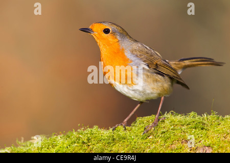 Robin perché sur un journal couvert de mousse.. Banque D'Images