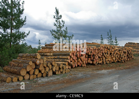 Une pile de grumes de pin fraîchement coupé en attente d'être transmis à l'usine, près de Oberon, New South Wales, Australie Banque D'Images