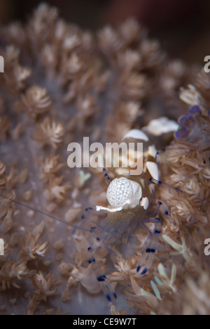 Un Peacock-Tail Anemone les crevettes de Parc National de Bunaken au nord de Sulawesi en Indonésie Banque D'Images