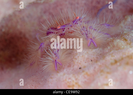 Un purple pink hairy squat le homard dans le fourreau d'une éponge Banque D'Images