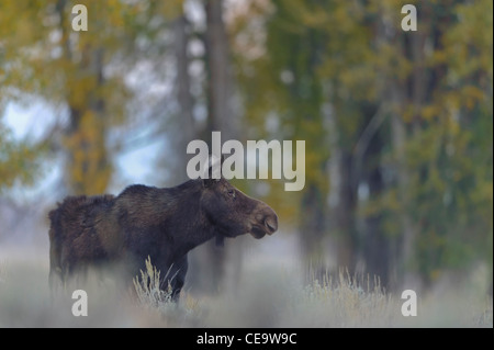 Une vache de l'orignal (Alces alces) dans une forêt de peupliers, Parc National de Grand Teton, Wyoming Banque D'Images