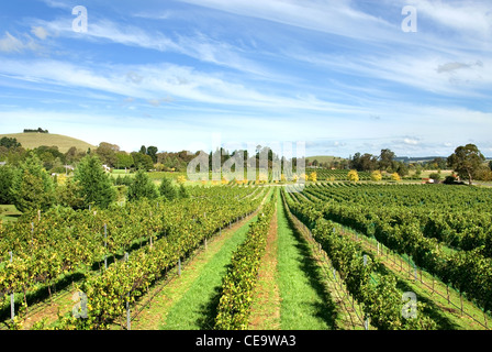 Rangées de vignes dans un vignoble sur les hautes terres du sud de la Nouvelle Galles du Sud, Australie Banque D'Images