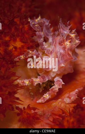 Un crabe corail vivant dans son habitat en supposant que la même couleur de la coral il vit. La photo a été prise en Indonésie Banque D'Images