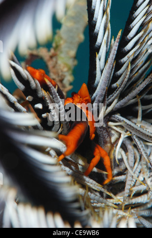 Un squat lobster vit sous un crinoïde ou feather star, Indonésie Bunaken Banque D'Images