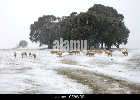 Mouton debout dans un enclos couvert de neige par une froide journée d'hiver, près de Crookwell, New South Wales, Australie Banque D'Images