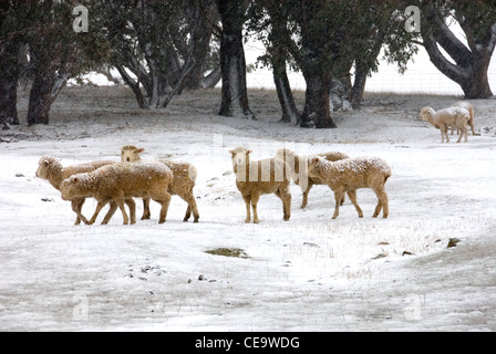 Mouton debout dans un enclos couvert de neige, dans les terres agricoles près de Crookwell, New South Wales, Australie Banque D'Images