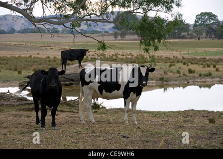 Les vaches Holstein Friesian debout à côté d'un barrage dans les terres agricoles dans le sud de la Nouvelle-Galles du Sud, Australie Banque D'Images