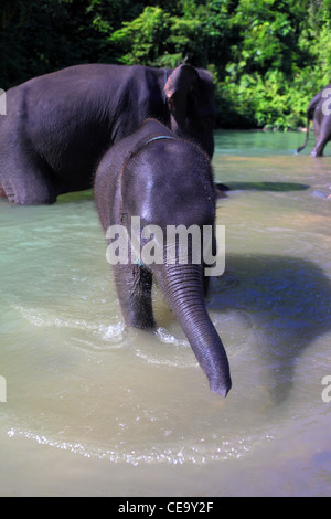 Les éléphants se baigner dans la rivière Batang Serangan Gunung Leuser dans. Tangkahan, Nord de Sumatra, Indonésie, Asie du Sud, Asie Banque D'Images