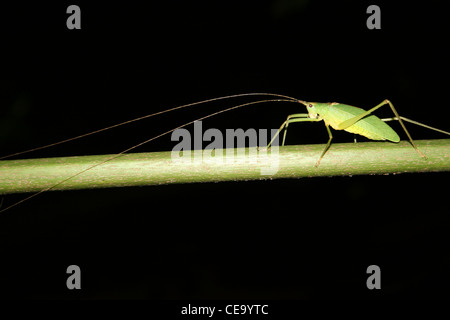 Cricket vert prises la nuit au Parc National de Tortuguero, Costa Rica Banque D'Images