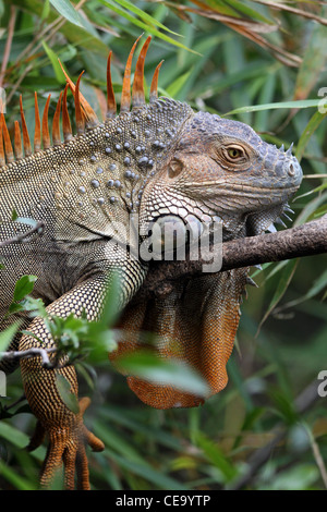 Homme Green Iguana iguana ou conjoint - Iguana iguana Banque D'Images