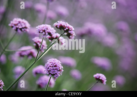 Fleurs violettes sur fond flou magnifique. Banque D'Images