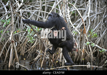 Avec un chimpanzé cub. Le chimpanzé avec un cub sur les racines, les fourrés de mangrove Banque D'Images