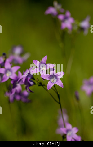 Fleur pourpre campanule (Campanula patula) on meadow Banque D'Images