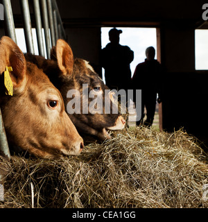 L'alimentation des veaux à l'intérieur du foin, les agriculteurs en silhouette, Eyjafjordur, Islande Banque D'Images