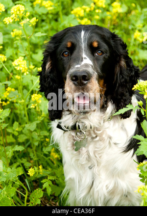 Indie un chien d'Espagne Springer anglais tricolore.Détente en plein air dans un champ de fleurs. Banque D'Images