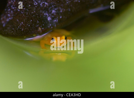 Golden poison dart frog (Colostethus beebei) vivant dans les broméliacées géant au sommet de Kaieteur Falls, au Guyana, en Amérique du Sud. Banque D'Images