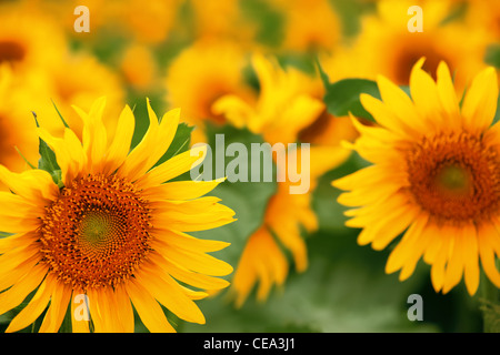 Champ de tournesols. Banque D'Images