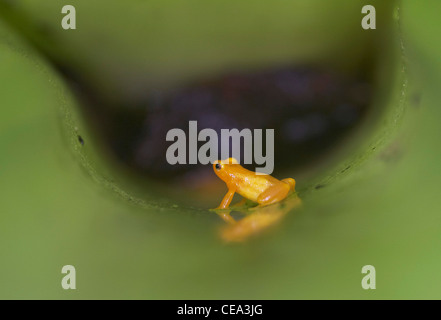 Golden poison dart frog (Colostethus beebei) vivant dans les broméliacées géant au sommet de Kaieteur Falls, au Guyana, en Amérique du Sud. Banque D'Images