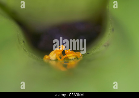 Golden poison dart frog (Phyllobates terribilis) vivant dans les broméliacées géant au sommet de Kaieteur Falls, au Guyana, en Amérique du Sud. Banque D'Images