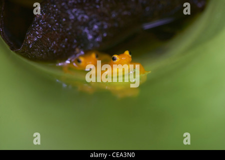 Golden poison dart frog (Colostethus beebei) vivant dans les broméliacées géant au sommet de Kaieteur Falls, au Guyana, en Amérique du Sud. Banque D'Images