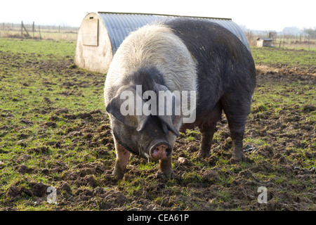 Une race rare Saddleback semer dans son enclos, à l'éraflure Banque D'Images