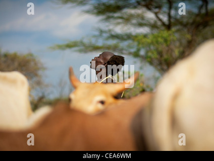 Hamer Cavalier Bull Teenage Boy derrière avant de sauter des troupeaux de bovins de la vallée de l'Omo Ethiopie Cérémonie Banque D'Images