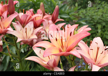 Belle Lily rose des fleurs dans un jardin Banque D'Images