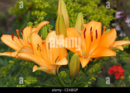 Un petit bouquet de fleurs lys orange belle Banque D'Images