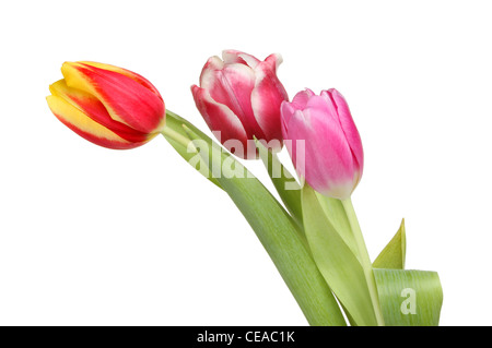 Trois fleurs de tulipe et de feuilles isolées contre white Banque D'Images