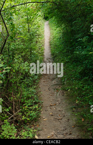 Sentier pédestre à travers les bois de la forêt de banlieue. Banque D'Images