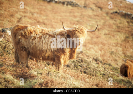 Une vache highland écossais. Banque D'Images