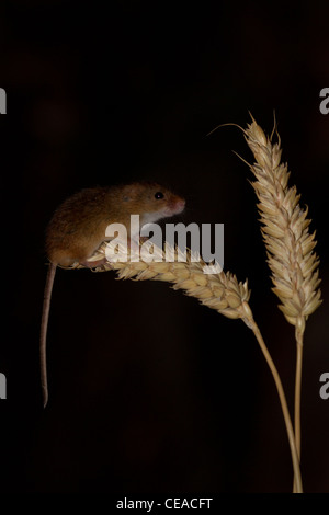 La souris sur les épis de blé de la récolte Banque D'Images