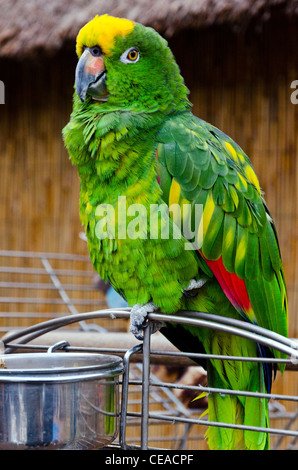 Perroquet vert au zoo tropical Kew Syon Park Brentford Kew London Angleterre Grande-bretagne UK Banque D'Images