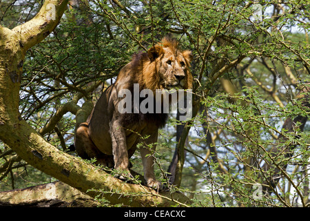 Par lion Lake Nakuru en acacia Banque D'Images