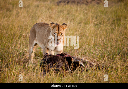 Kenya - Masai Mara - Lion tôt le matin avec des gnous tuer Banque D'Images