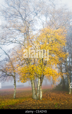 Un épais brouillard à l'automne - les bouleaux dans la brume froide journée de novembre sur Banque D'Images