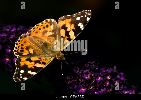 La belle dame ou Vanessa cardui boire le nectar des fleurs de l'arbre aux papillons de jour d'été Banque D'Images