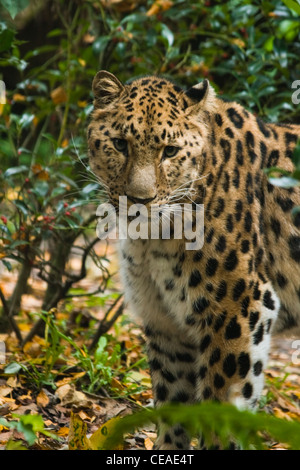 Amour ou panther Panthera pardus orientalis (amurensis) Comité permanent entre les buissons - vertical image Banque D'Images