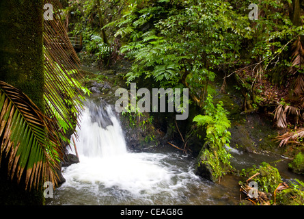 Onomea Cascades, Hawaii Tropical Botanical Garden, 7 miles au nord de Hilo, Big Island, Hawaii Banque D'Images