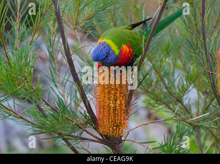 Rainbow Lorikeet se nourrissant d'un Banksia 'Australie' Bougies géant Banque D'Images