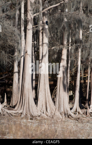 Les troncs d'arbre cyprès chauve Taxodium distichum, près de Santa Fe river, Florida, United States Banque D'Images